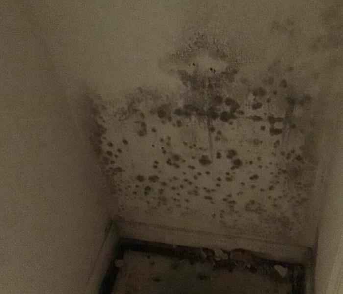 mold growth in business in Cobb County Georgia